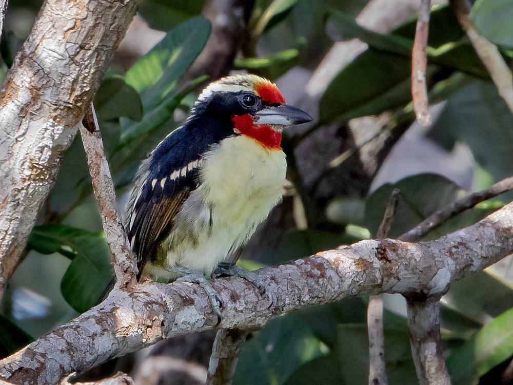 黑斑须䴕 / Black-spotted Barbet / Capito niger