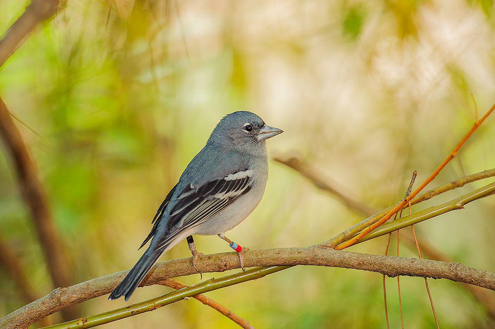 大加那利岛蓝燕雀 / Gran Canaria Blue Chaffinch / Fringilla polatzeki