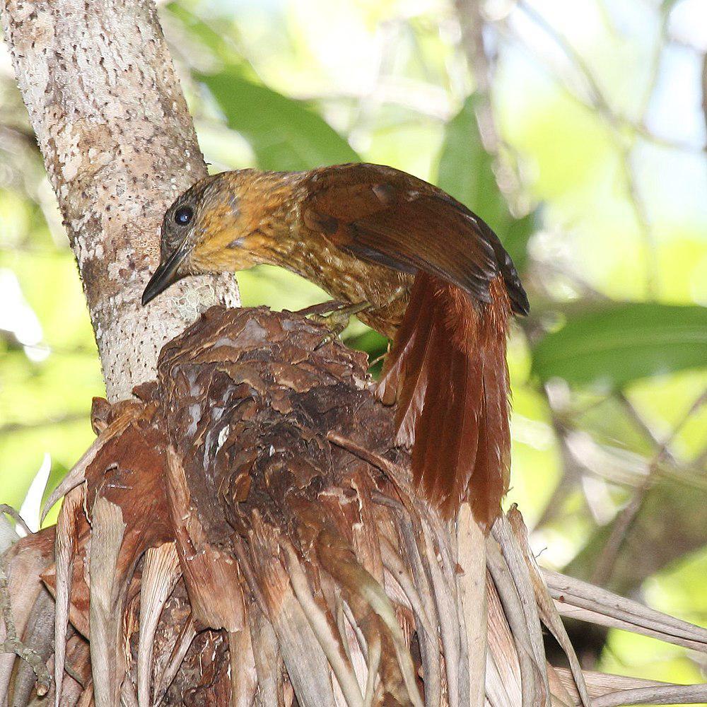 纹胸树猎雀 / Streak-breasted Treehunter / Thripadectes rufobrunneus