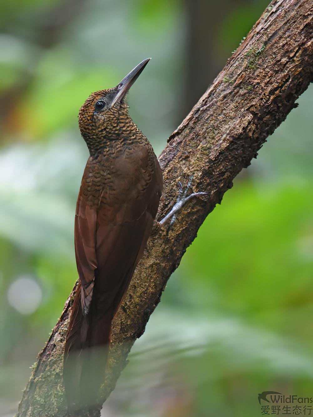 北斑䴕雀 / Northern Barred Woodcreeper / Dendrocolaptes sanctithomae