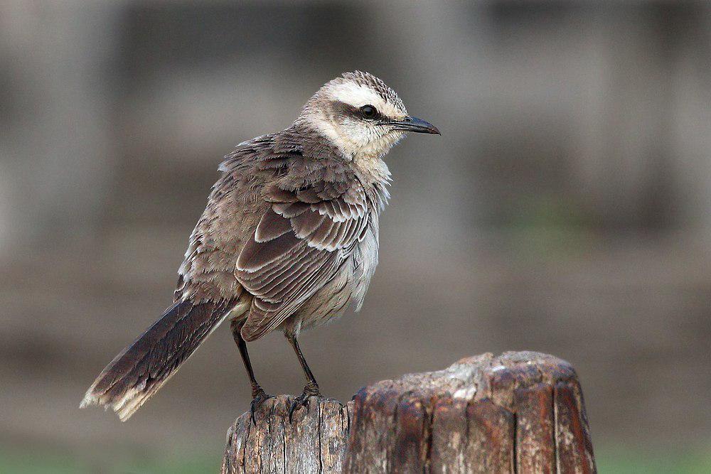 淡褐小嘲鸫 / Chalk-browed Mockingbird / Mimus saturninus