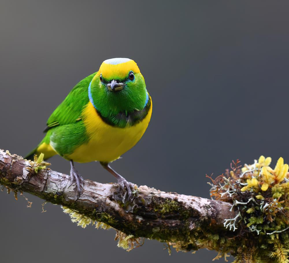 金眉绿雀 / Golden-browed Chlorophonia / Chlorophonia callophrys