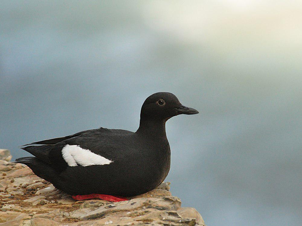 海鸽 / Pigeon Guillemot / Cepphus columba