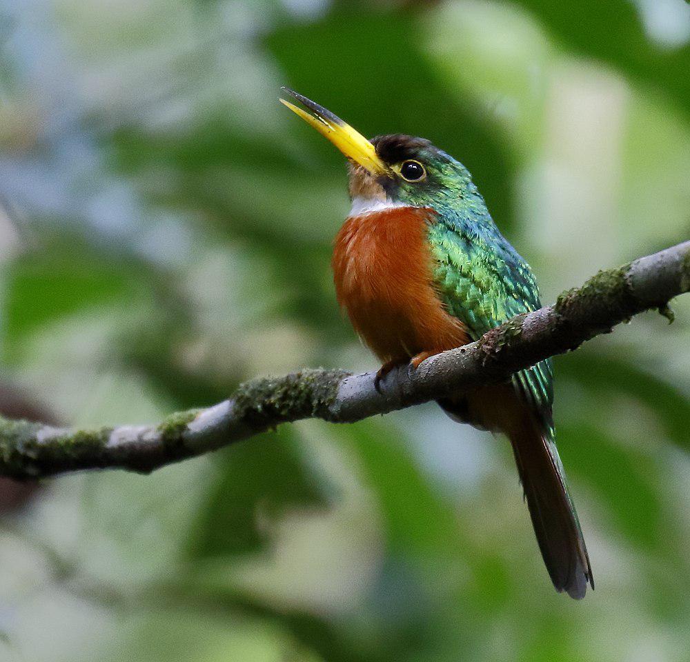 黄嘴鹟䴕 / Yellow-billed Jacamar / Galbula albirostris