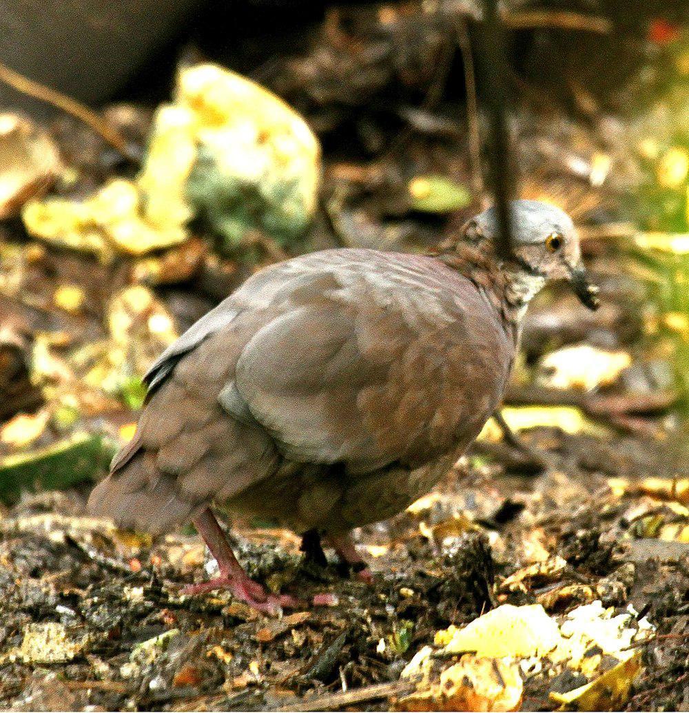 白喉鹑鸠 / White-throated Quail-Dove / Zentrygon frenata