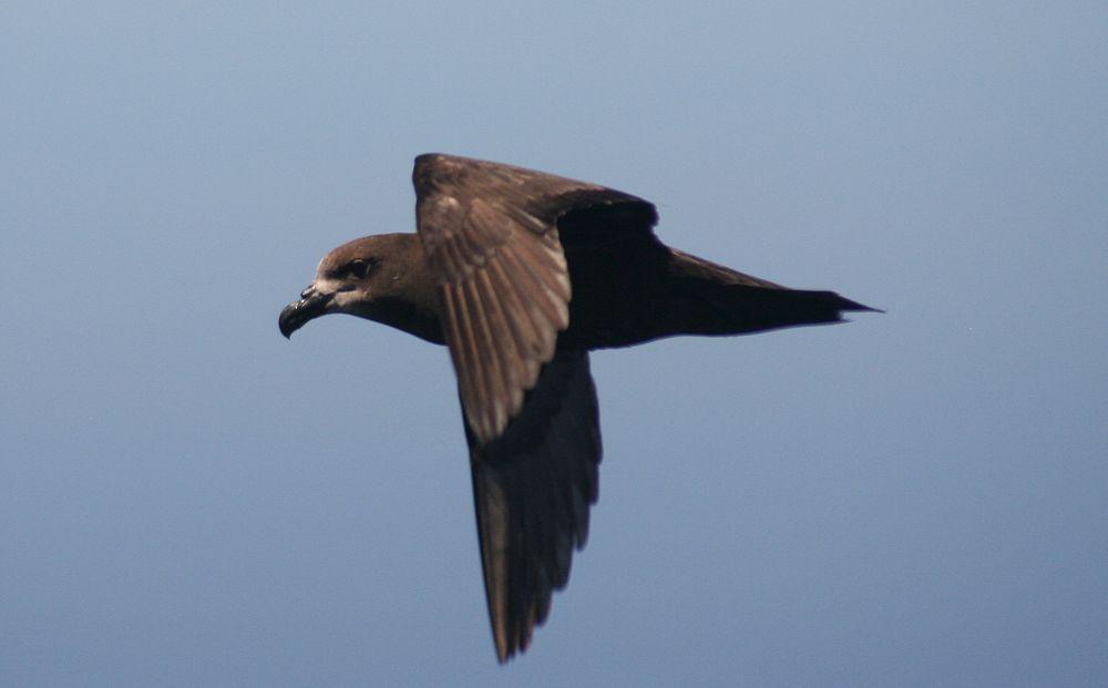 灰脸圆尾鹱 / Grey-faced Petrel / Pterodroma gouldi