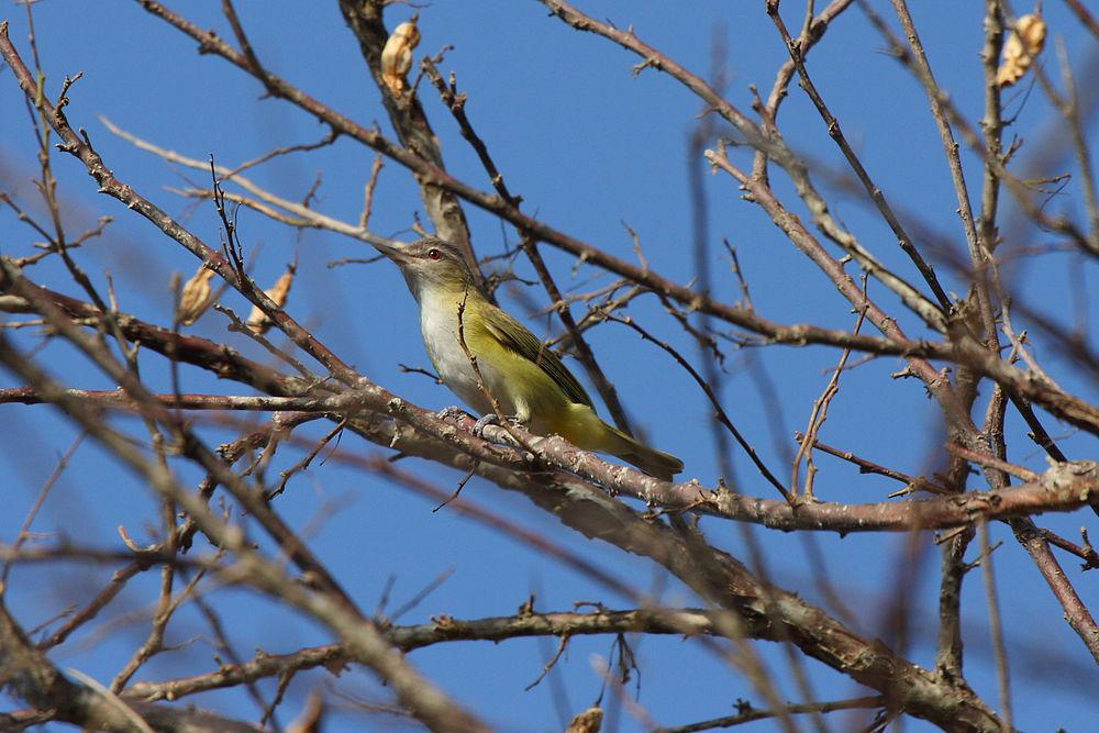 黄绿莺雀 / Yellow-green Vireo / Vireo flavoviridis