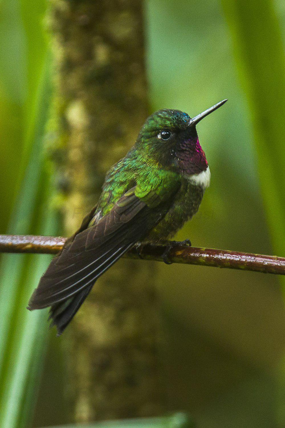 辉喉领蜂鸟 / Amethyst-throated Sunangel / Heliangelus amethysticollis