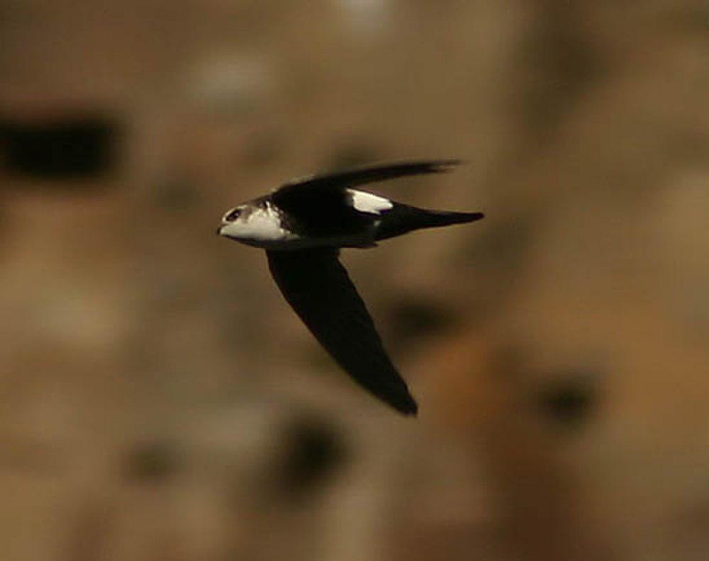 白喉雨燕 / White-throated Swift / Aeronautes saxatalis