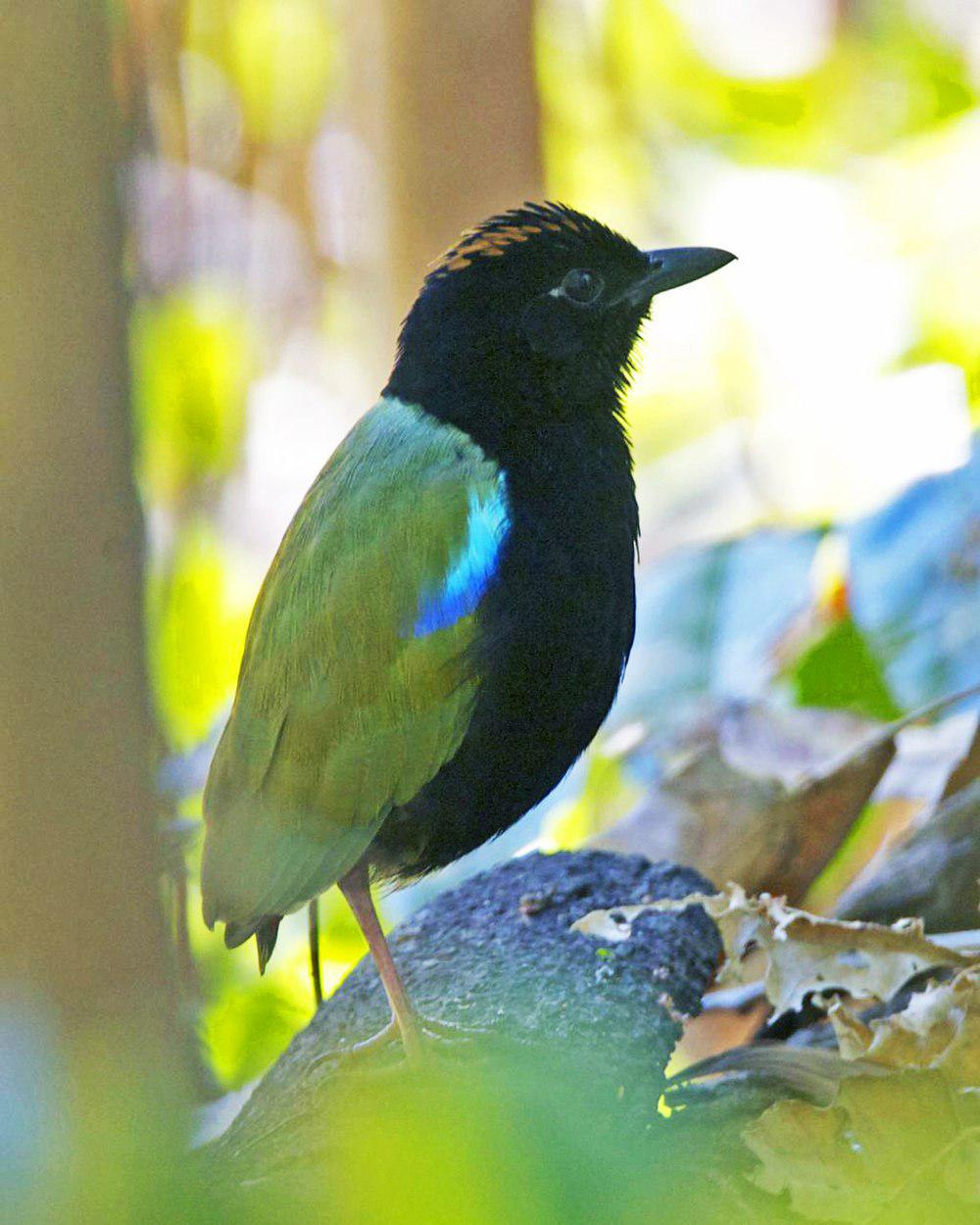 彩虹八色鸫 / Rainbow Pitta / Pitta iris