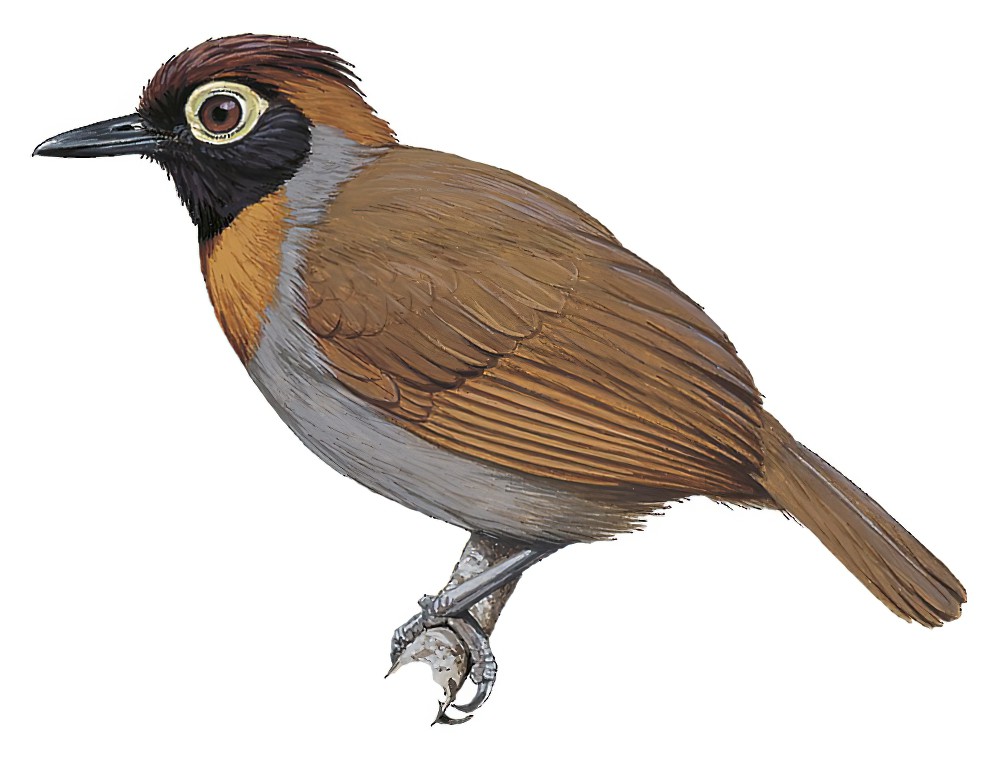 橙颊蚁鸟 / Harlequin Antbird / Rhegmatorhina berlepschi