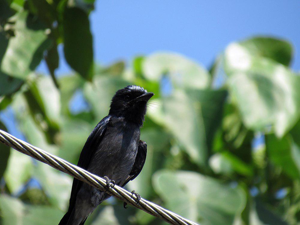 斯里兰卡卷尾 / Sri Lanka Drongo / Dicrurus lophorinus