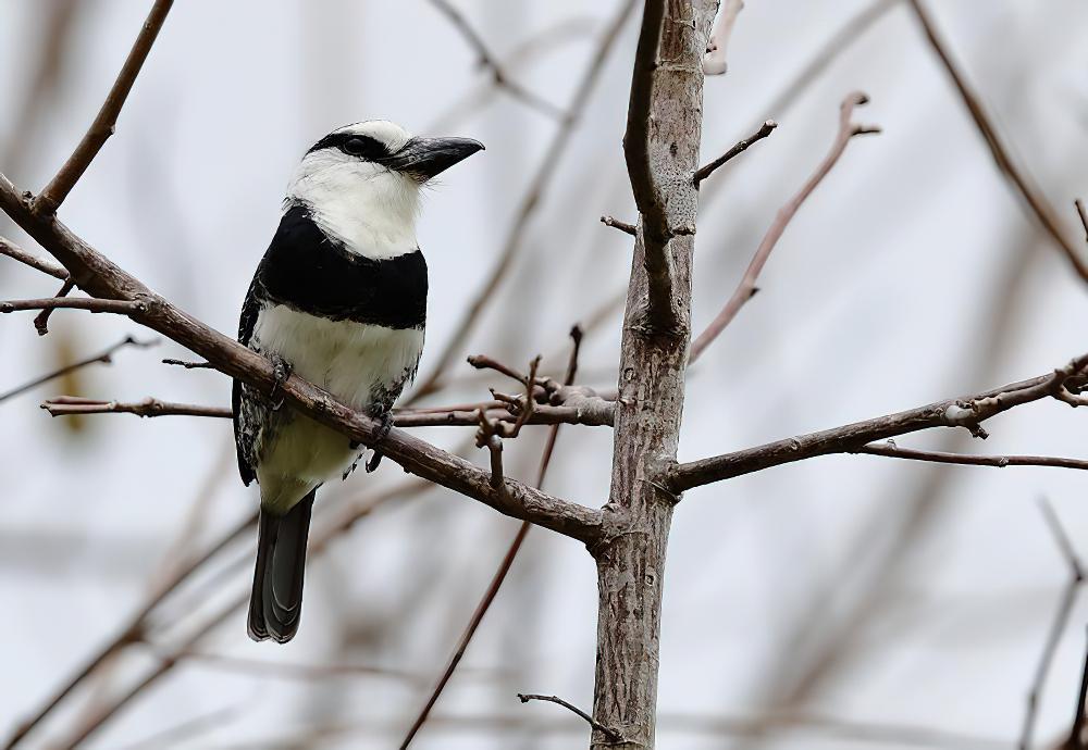 白颈蓬头䴕 / White-necked Puffbird / Notharchus hyperrhynchus