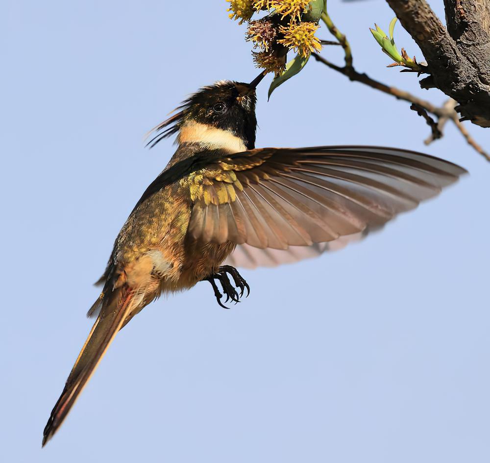 髯蜂鸟 / Green-bearded Helmetcrest / Oxypogon guerinii