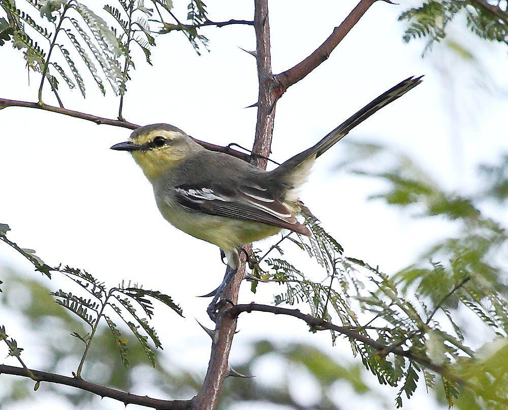 小霸鹟 / Lesser Wagtail-Tyrant / Stigmatura napensis