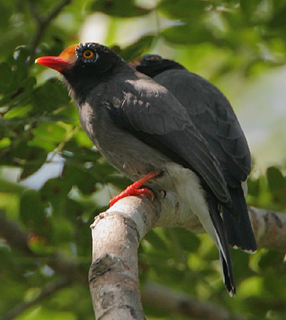 栗额盔鵙 / Chestnut-fronted Helmetshrike / Prionops scopifrons