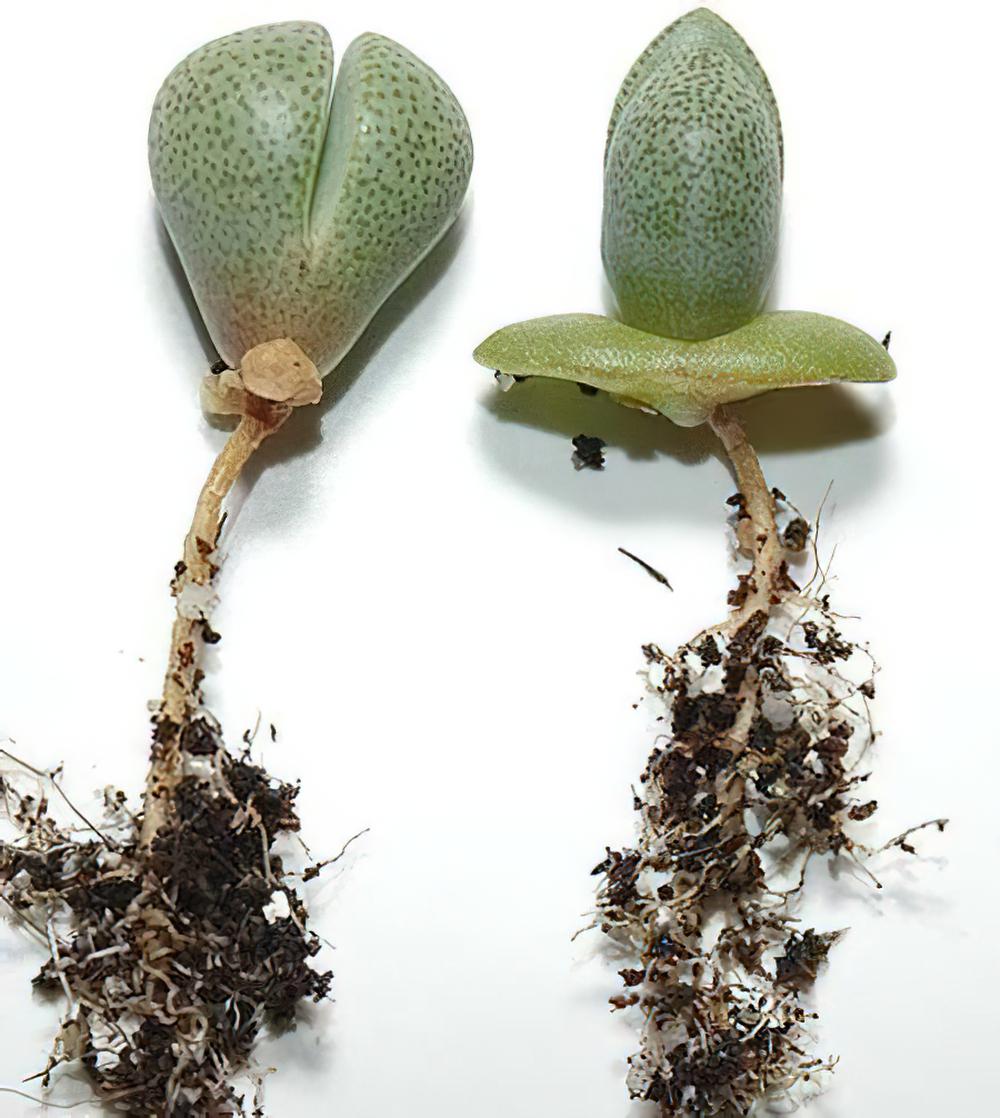 帝玉Pleiospilos nelii