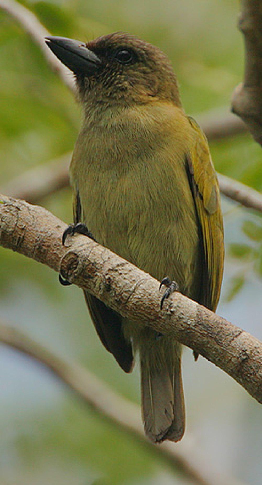 绿拟䴕 / Green Barbet / Stactolaema olivacea