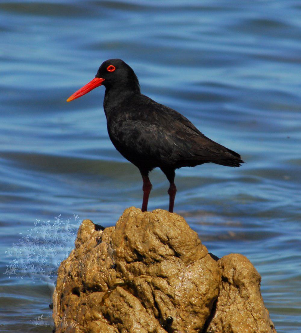 非洲黑蛎鹬 / African Oystercatcher / Haematopus moquini