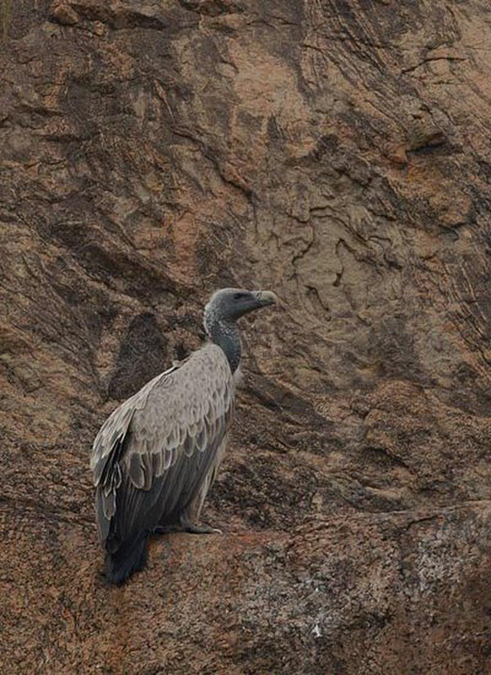 印度兀鹫 / Indian Vulture / Gyps indicus