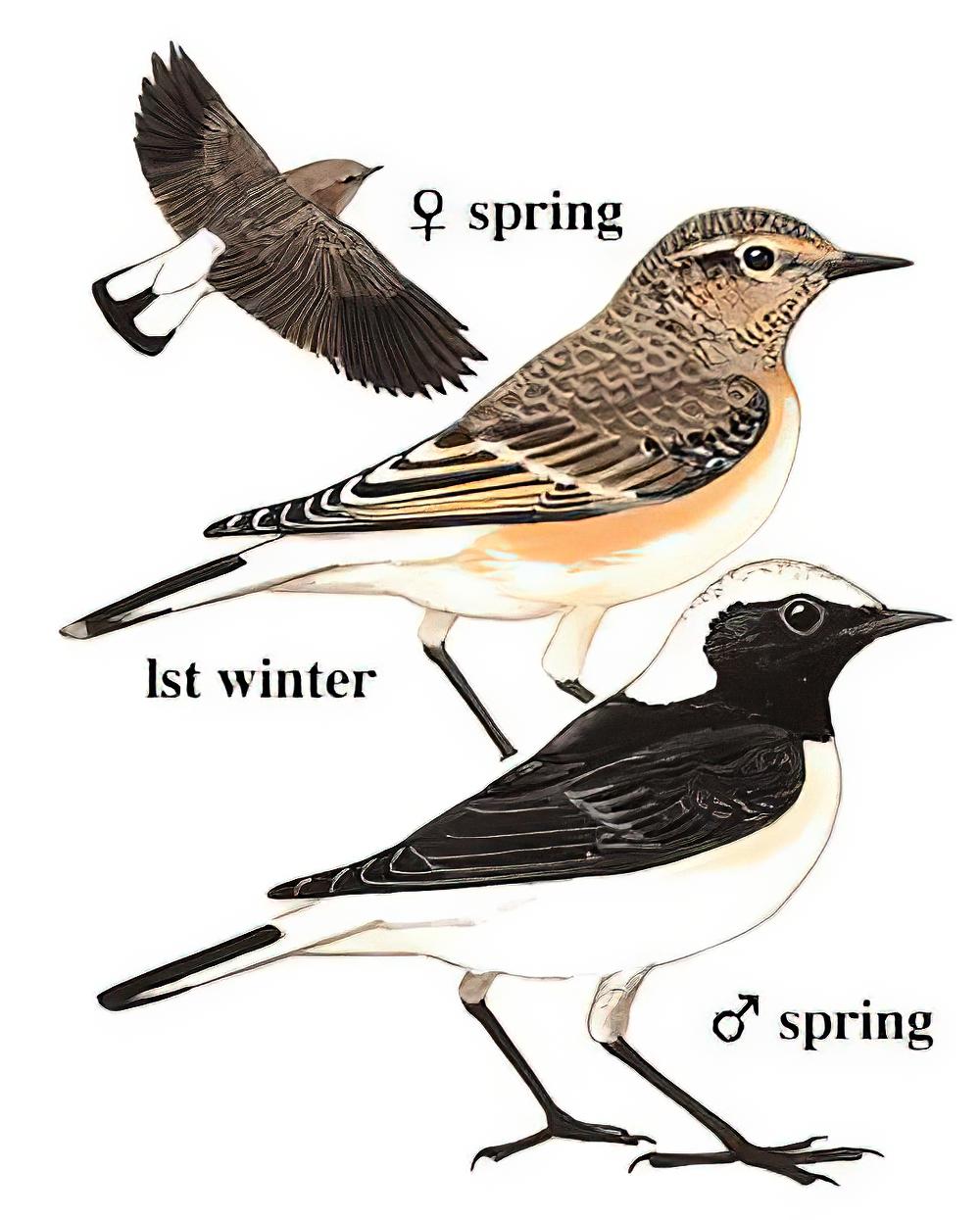 白顶䳭 / Pied Wheatear / Oenanthe pleschanka