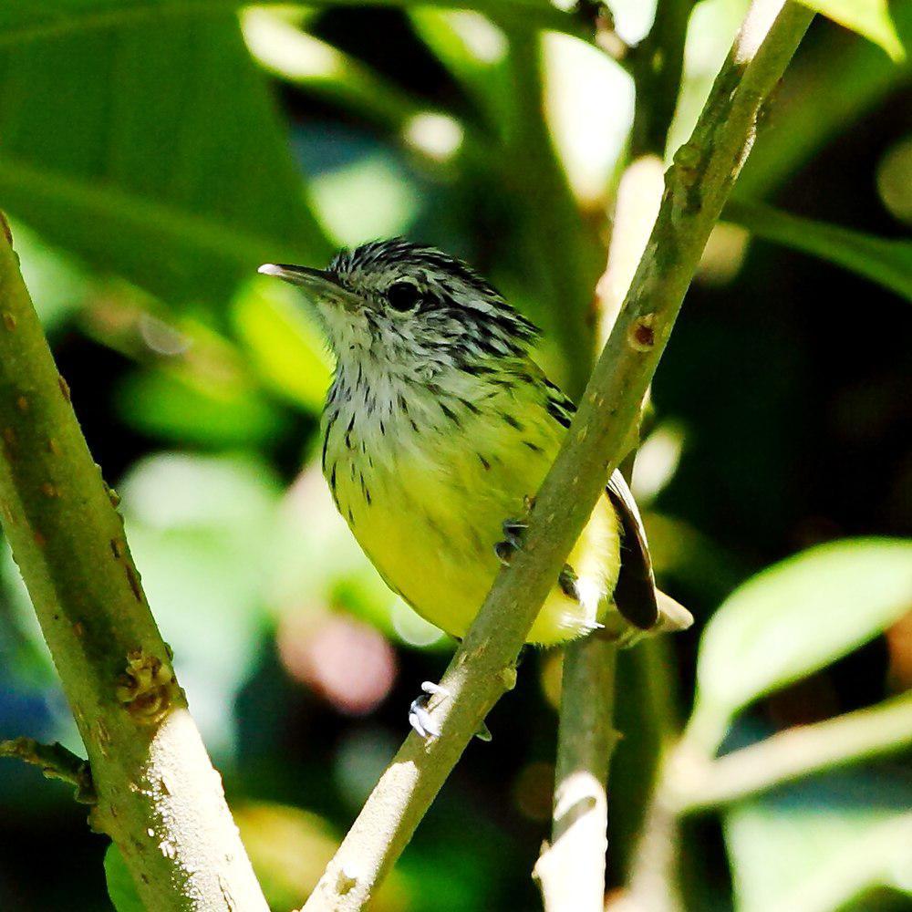 纹顶蚁鹩 / Streak-capped Antwren / Terenura maculata