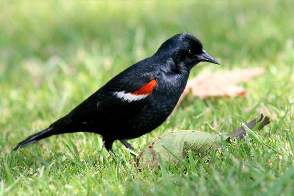 三色黑鹂 / Tricolored Blackbird / Agelaius tricolor