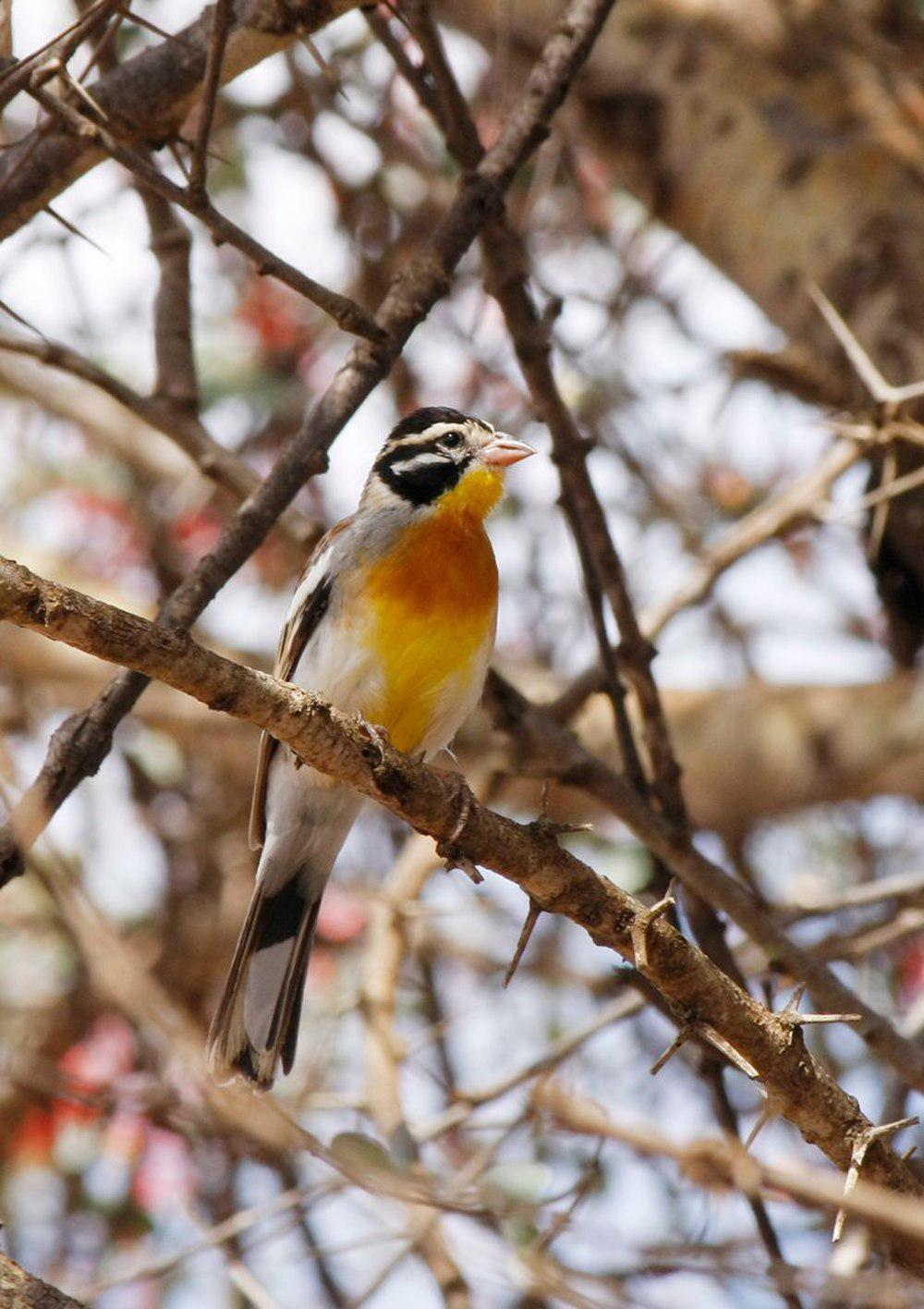 索马里鹀 / Somali Bunting / Emberiza poliopleura