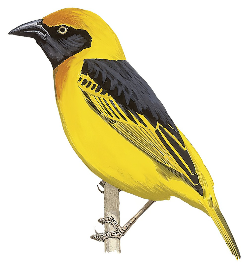 黑颏织雀 / Black-chinned Weaver / Ploceus nigrimentus