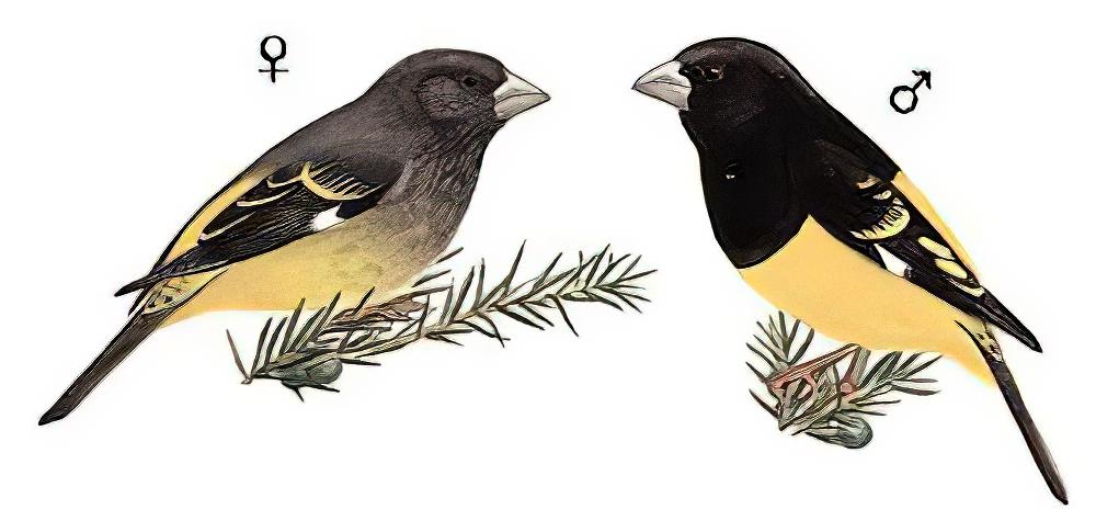 白斑翅拟蜡嘴雀 / White-winged Grosbeak / Mycerobas carnipes