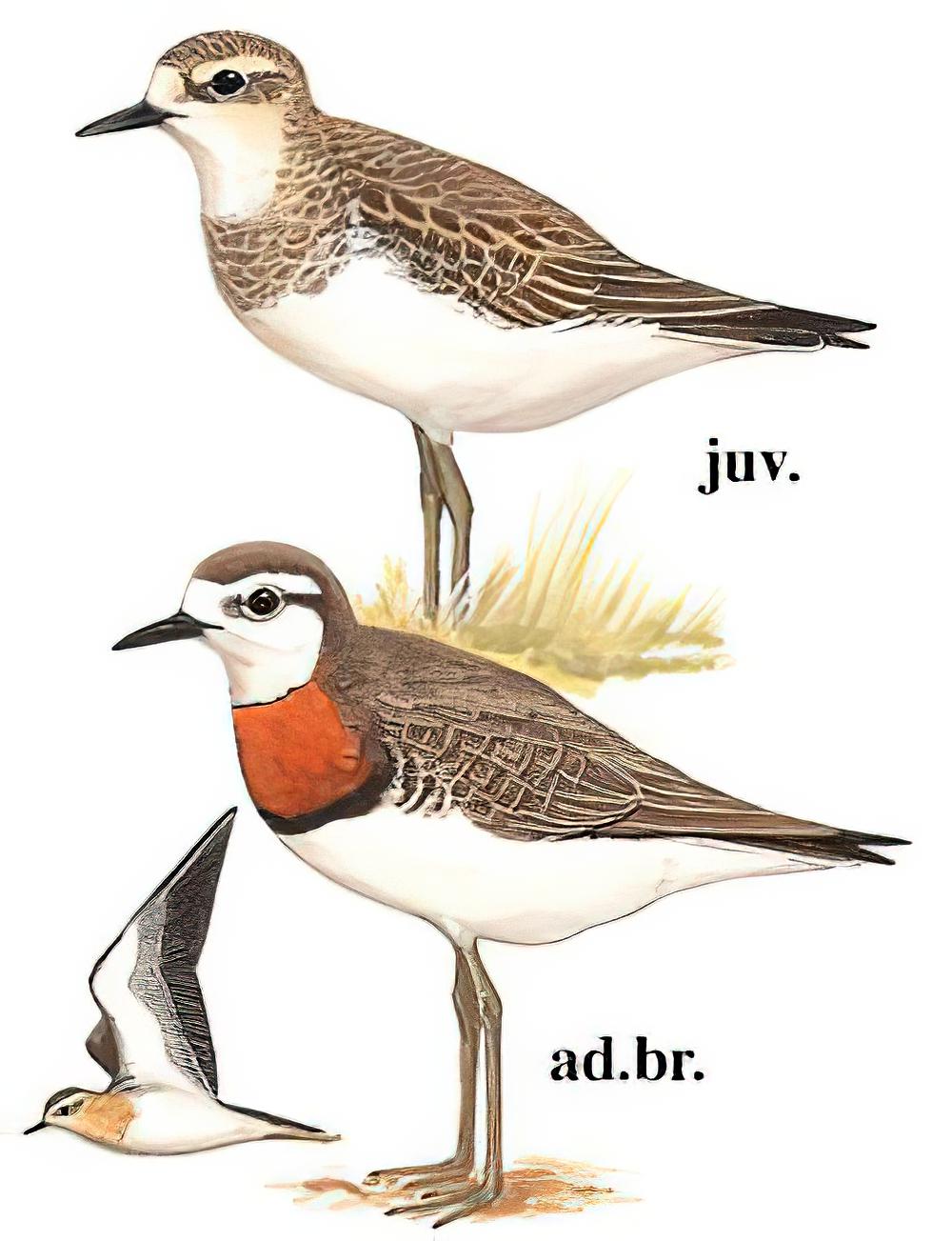 红胸鸻 / Caspian Plover / Charadrius asiaticus