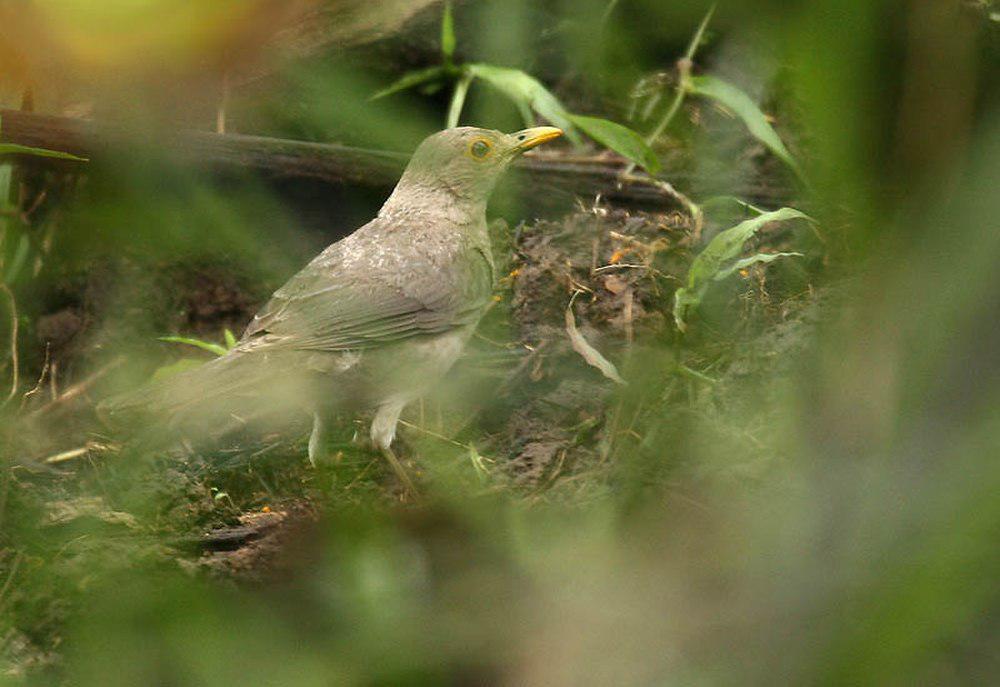 厄瓜多尔鸫 / Ecuadorian Thrush / Turdus maculirostris