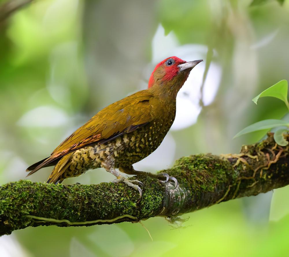 棕翅啄木鸟 / Rufous-winged Woodpecker / Piculus simplex