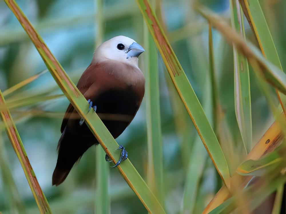 白头文鸟 / White-headed Munia / Lonchura maja