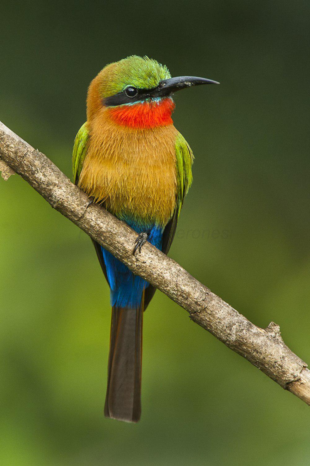 赤喉蜂虎 / Red-throated Bee-eater / Merops bulocki