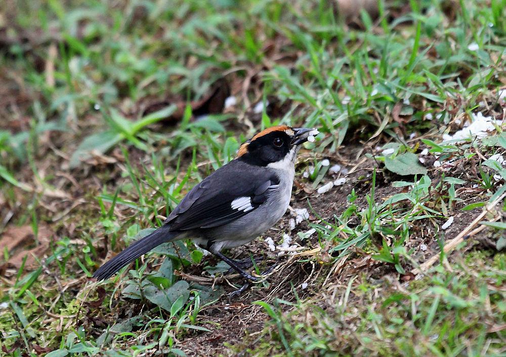 白翅薮雀 / White-winged Brushfinch / Atlapetes leucopterus