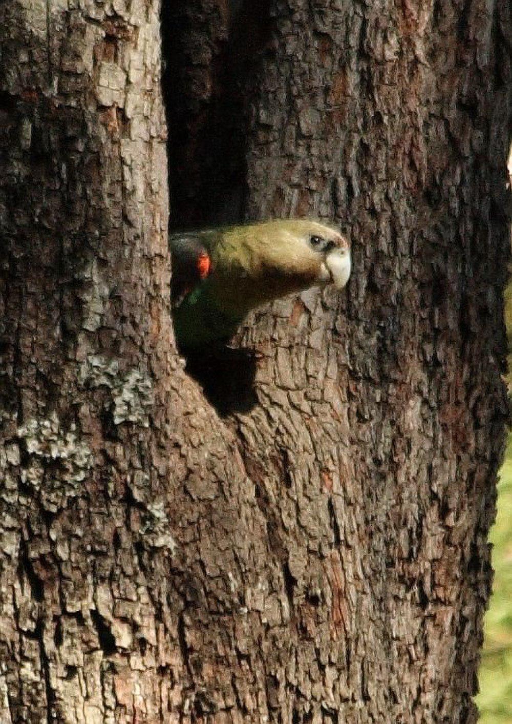 褐颈鹦鹉 / Cape Parrot / Poicephalus robustus