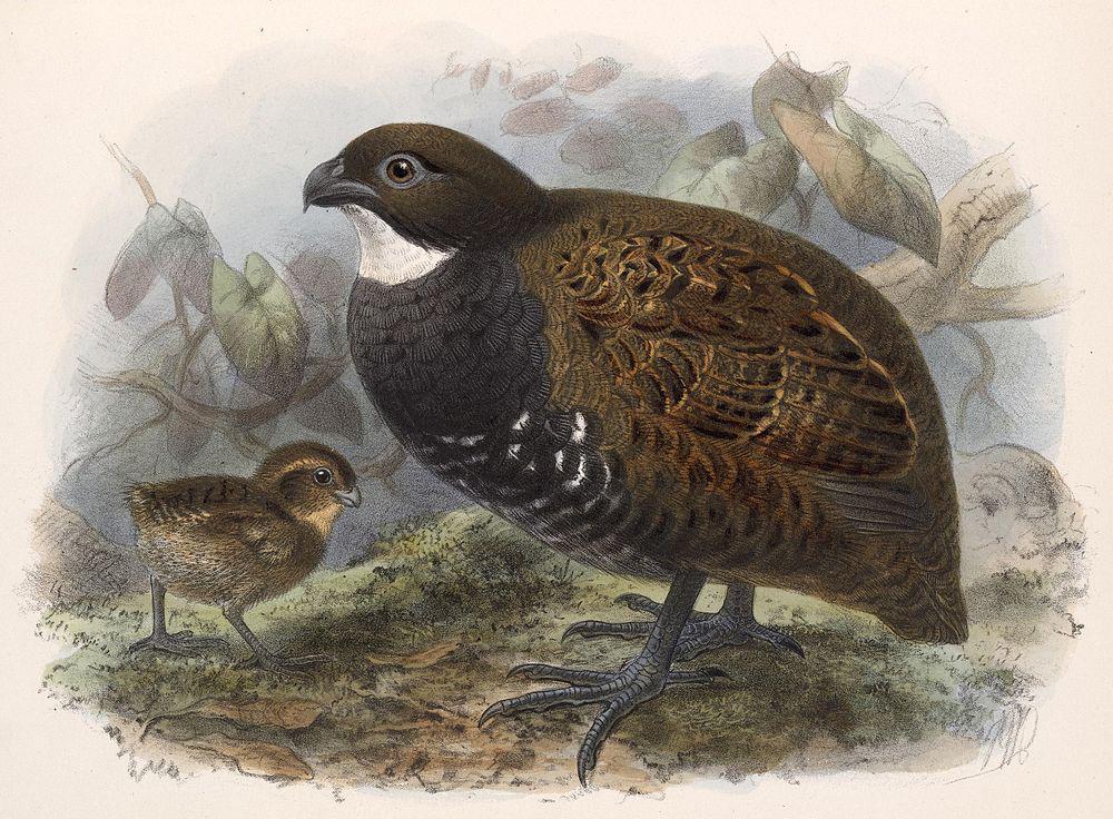 白喉林鹑 / Black-breasted Wood Quail / Odontophorus leucolaemus