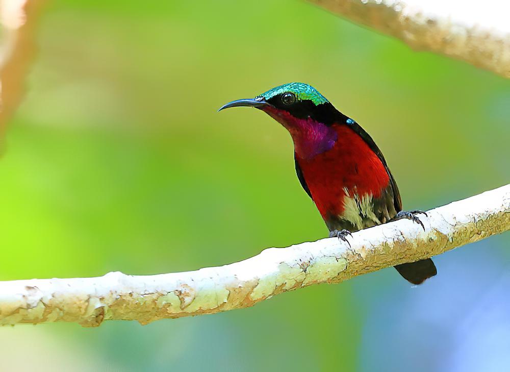 紫喉花蜜鸟 / Purple-throated Sunbird / Leptocoma sperata