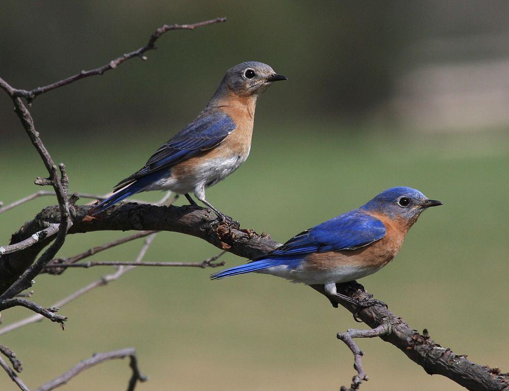 东蓝鸲 / Eastern Bluebird / Sialia sialis