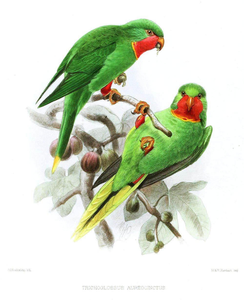 红喉鹦鹉 / Red-throated Lorikeet / Charmosyna amabilis