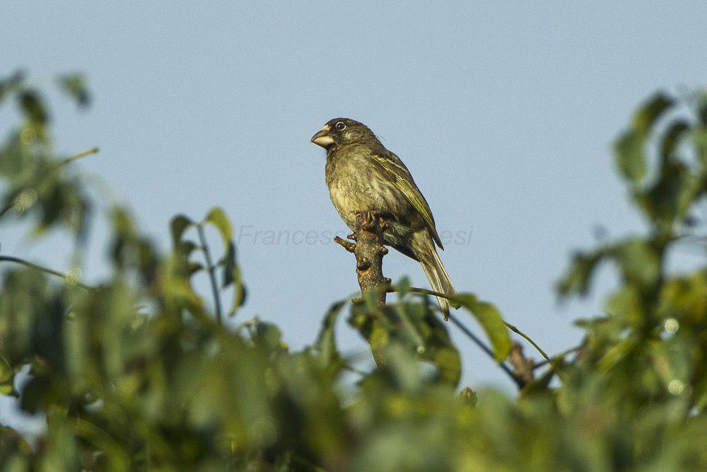 厚嘴丝雀 / Thick-billed Seedeater / Crithagra burtoni