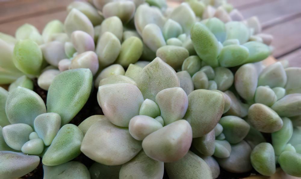 丸叶姬秋丽Graptopetalum mendozae