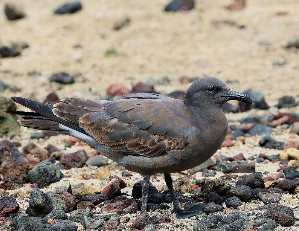 岩鸥 / Lava Gull / Leucophaeus fuliginosus