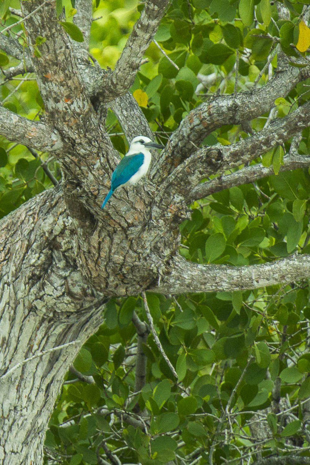 白头翡翠 / Beach Kingfisher / Todiramphus saurophagus