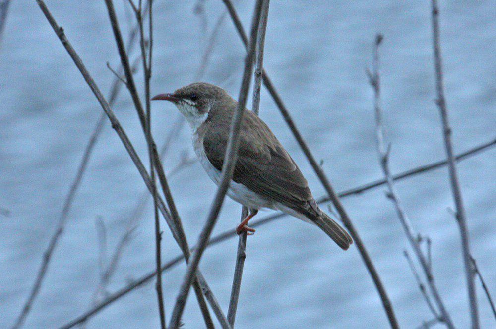 褐背胶蜜鸟 / Brown-backed Honeyeater / Ramsayornis modestus