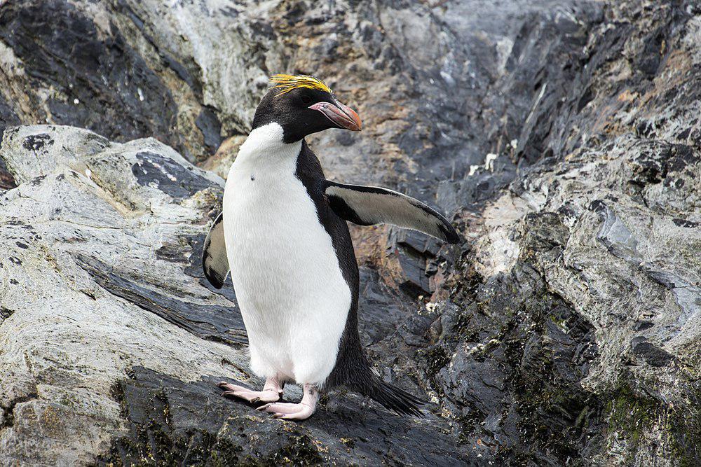 长眉企鹅 / Macaroni Penguin / Eudyptes chrysolophus