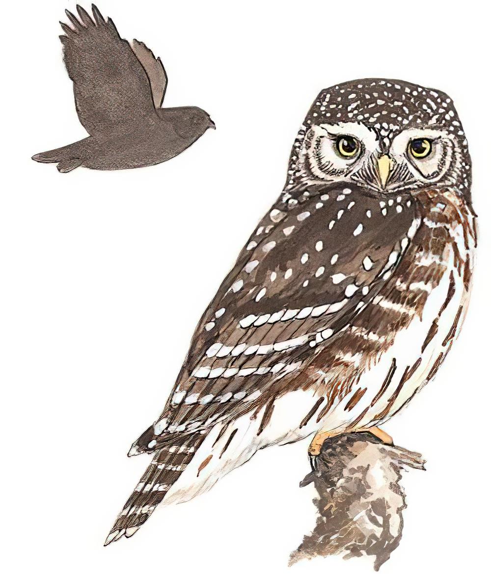 花头鸺鹠 / Eurasian Pygmy Owl / Glaucidium passerinum