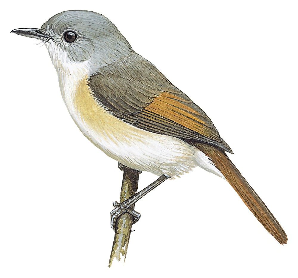 红尾牛顿莺 / Red-tailed Newtonia / Newtonia fanovanae