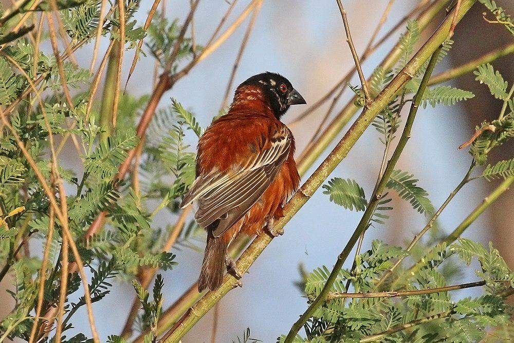 栗织雀 / Chestnut Weaver / Ploceus rubiginosus